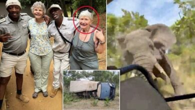 US Tourist Killed By Elephant
