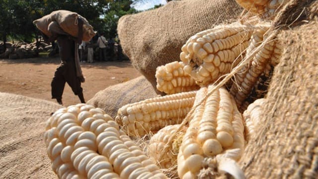 Relief Maize